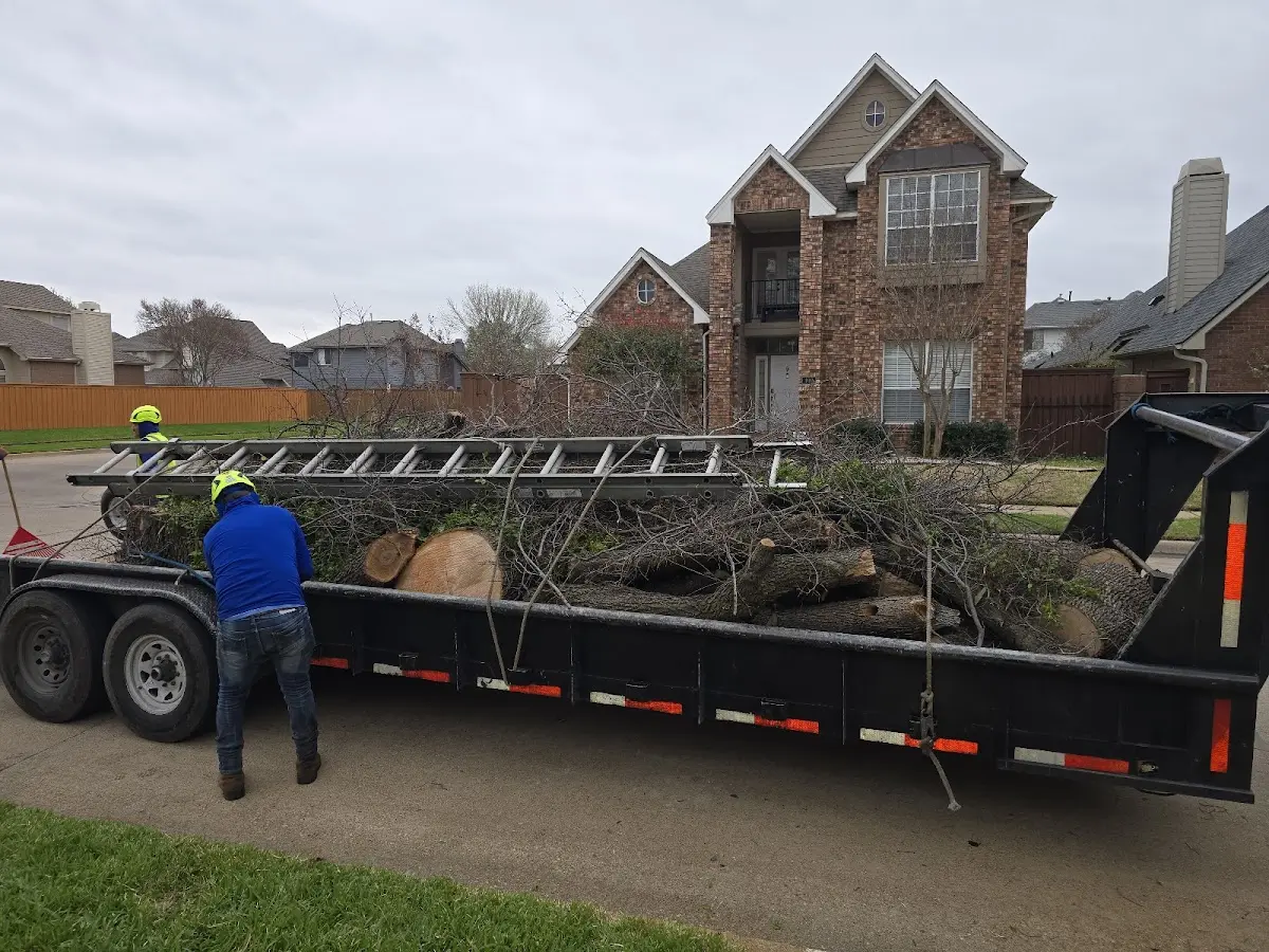 Expert Tree Pest Control with proper safety equipment in Ackley